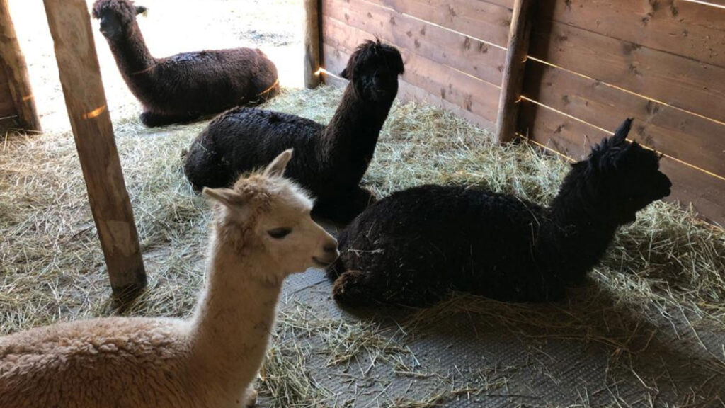 Gallery-Casabianca-alpaca