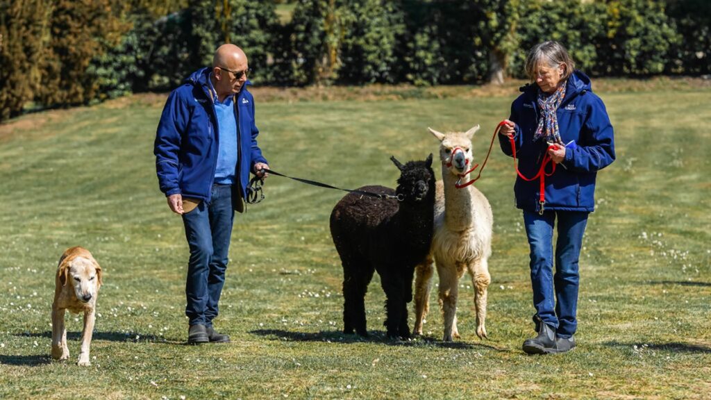 Gallery-Casabianca-alpaca-2